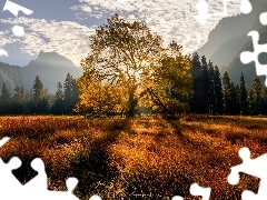 Dolina, Promienie słońca, Park Narodowy Yosemite, Las, Drz