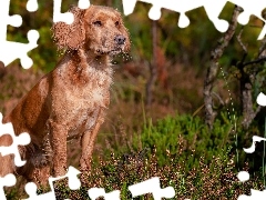 Zapatrzony, Working cocker spaniel, Wrzosy, Pies