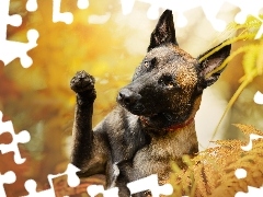 Owczarek belgijski Malinois, Pies, Paprocie