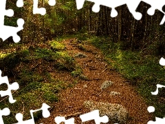 Kamienie, Runo leśne, Drzewa, Ścieżka, Las