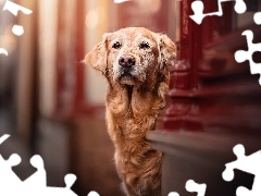 Ściana, Pies, Golden retriever