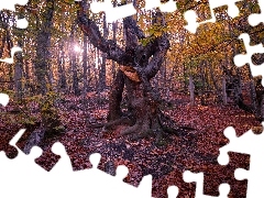 Promienie słońca, Jesień, Drzewa, Liście, Las
