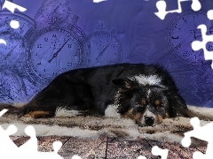 Leżący, Border collie, Zegary, Pies