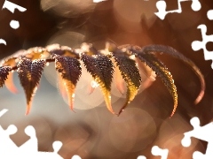 Liście, Zbliżenie, Rozmyte tło, Bokeh