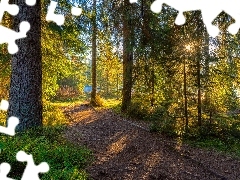 Drzewa, Zielony, Ścieżka, Promienie słońca, Krzewy, Las