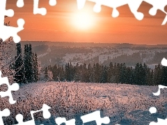 Rośliny, Zachód słońca, Drzewa, Oszronione, Zima