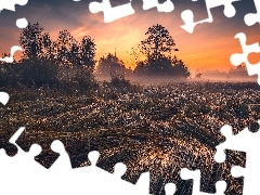 Drzewa, Mgła, Łąka, Trawa, Zachód słońca