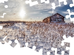 Rośliny, Dom, Kołek, Zima, Płot, Śnieg