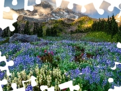 Góry Kaskadowe, Park Narodowy Mount Rainier, Drzewa, Łąka, Mgła, Stan Waszyngton, Stany Zjednoczone, Łubin