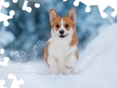 Welsh corgi pembroke, Pies, Śnieg