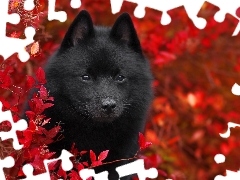 Czerwone, Krzewy, Pies, Schipperke, Czarny