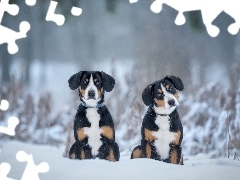 Dwa, Entlebucher, Zima, Psy