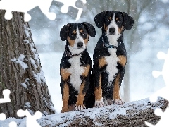 Drzewa, Zima, Psy, Entlebucher, Dwa