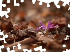Liście, Krokus, Suche