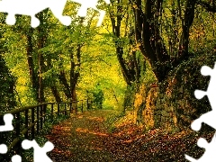 Zieleń, Liście, Park