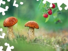 Maliny, Grzyby, Koźlarze czerwone