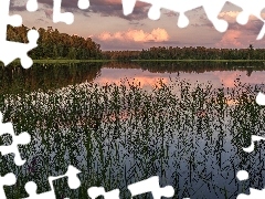 Jezioro, Rośliny, Trawy, Drzewa