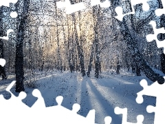 Słoneczny, Dzień, Las, Zima, Drzewa