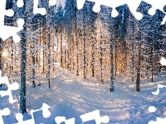 Las, Śnieg, Drzewa, Zima