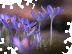 Kępka, Zbliżenie, Krokusy, Kwiaty, Liliowe