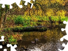 Drzewo, Pochylone, HDR, Gałęzie, Wiosna, Staw, Park, Kaczk
