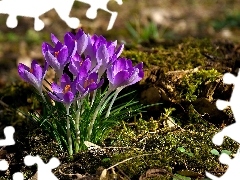 Fioletowe, Krokusy, Kępka, Rozświetlone