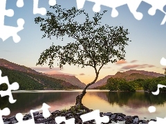 Góry, Drzewo, Walia, Kamienie, Jezioro Llyn Padarn, Park Na