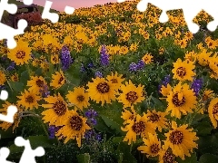 Kwiaty, Wzgórze, Balsamorhiza, Łubin, Stan Waszyngton, Sta