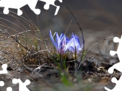 Źdźbła, Trawa, Niebieskie, Krokusy, Kwiaty