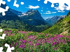 Góry Skaliste, Montana, Łąka, Park Narodowy Glacier, Stany Zjednoczone, Drzewa, Kwiaty