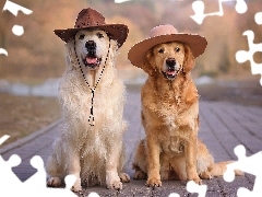 Kapelusz, Chodnik, Psy, Golden retriever, Dwa
