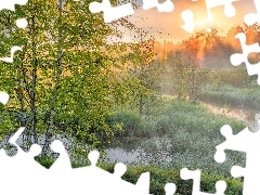 Brzoza, Trawa, Wiosna, Rzeka, Wschód słońca