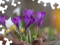 Kwiaty, Ciemnofioletowe, Krokusy
