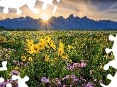 Łąka, Kwiaty, Promienie słońca, Balsamorhiza, Żółte, Góry, Niebo