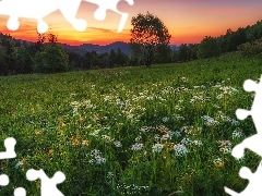 Góry, Polska, Beskidy, Zawoja, Drzewo, Wiosna, Łąka, Kwiaty, Wschód słońca