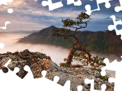 Skała, Mgła, Polska, Szczyt Sokolica, Pieniński Park Narodowy, Góry, Sosna, Pieniny