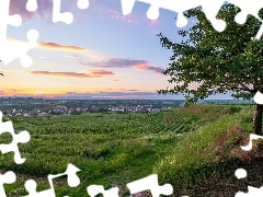 Domy, Drzewa, Niemcy, Ławka, Vogtsburg, Winnice, Pola, Kaiserstuhl
