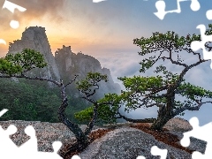 Sosny, Słoneczne światło, Korea Południowa, Mgła, Prowi