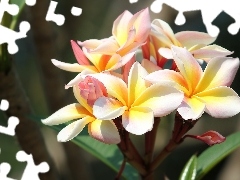 Kwiaty, Plumeria, Liście, Kolorowe