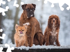 Trzy, Bokser, Cocker spaniel, Psy