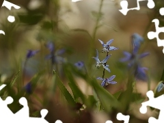 Niebieskie, Cebulice syberyjskie, Kwiaty