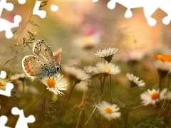 Motyl, Stokrotki, Kwiaty, Modraszek
