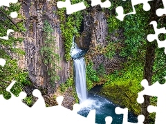 Zielone, Las, Drzewa, Rośliny, Oregon, Stany Zjednoczone, W