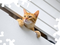 Balkon, Kot, Rudy