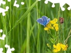 Modraszek ikar, Trawa, Komonica, Motyl, Kwiaty