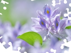 Hiacynt wodny, Kwiat, Eichornia gruboogonkowa