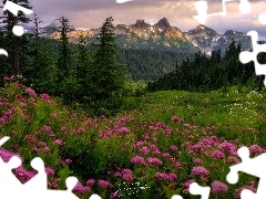Góry, Park Narodowy Mount Rainier, Tatoosh Range, Łąka, S