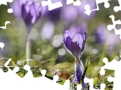 Rozmycie, Kwiaty, Krokus