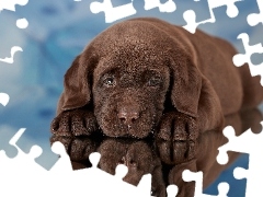 Pies, Szczeniak, Labrador retriever, Brązowy