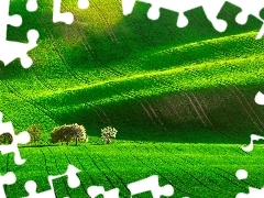 Pola, Wzgórza, Drzewa, Zielone